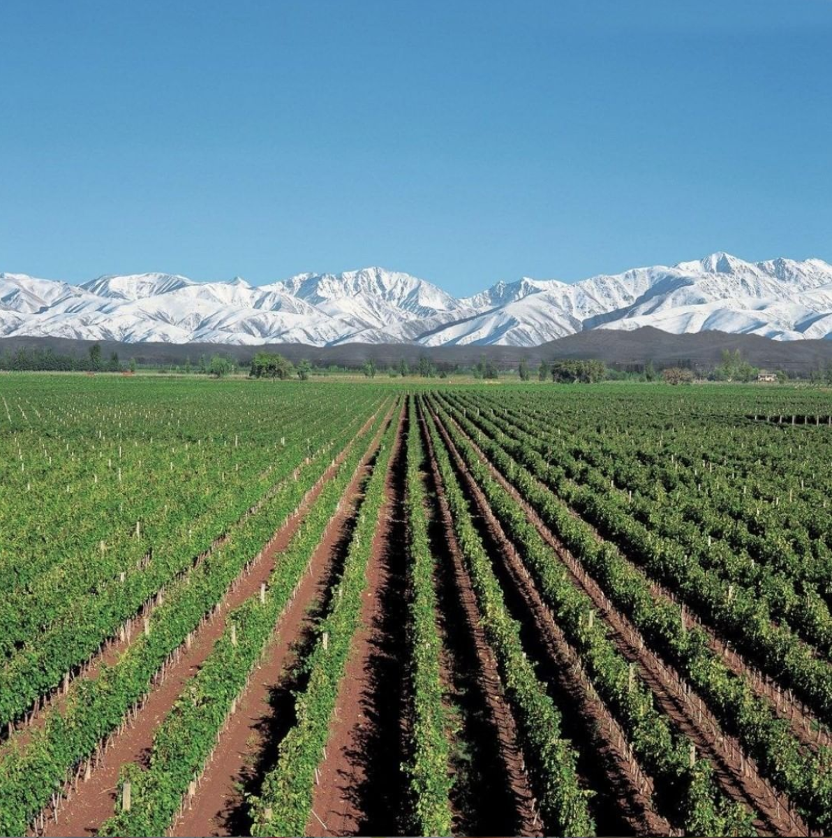Alamos Wines Cover Image