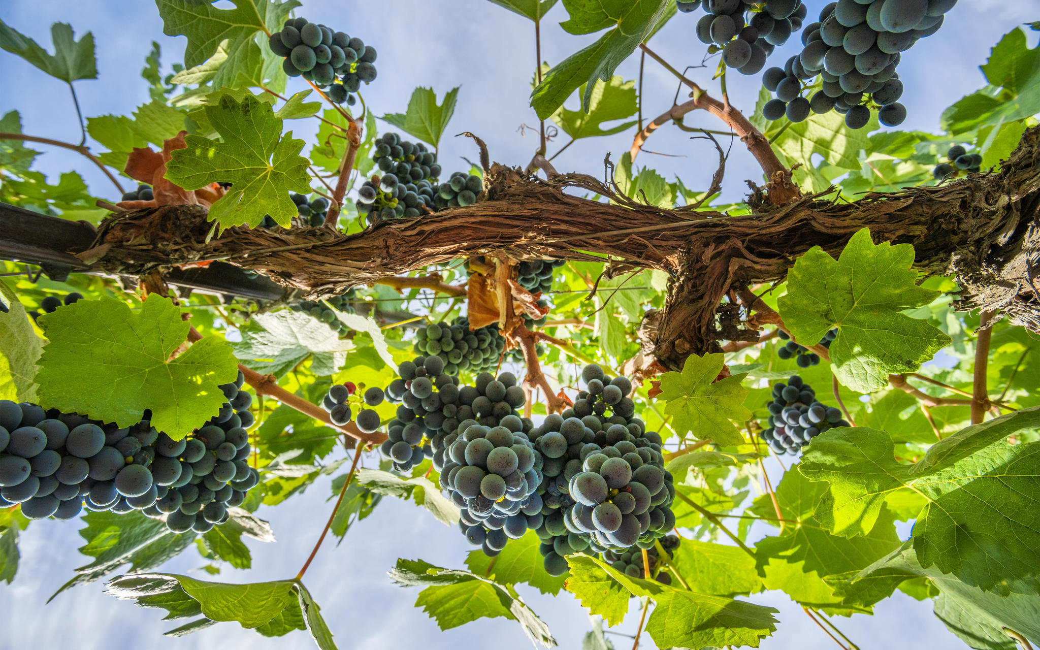 Mansion Creek Cellars Cover Image