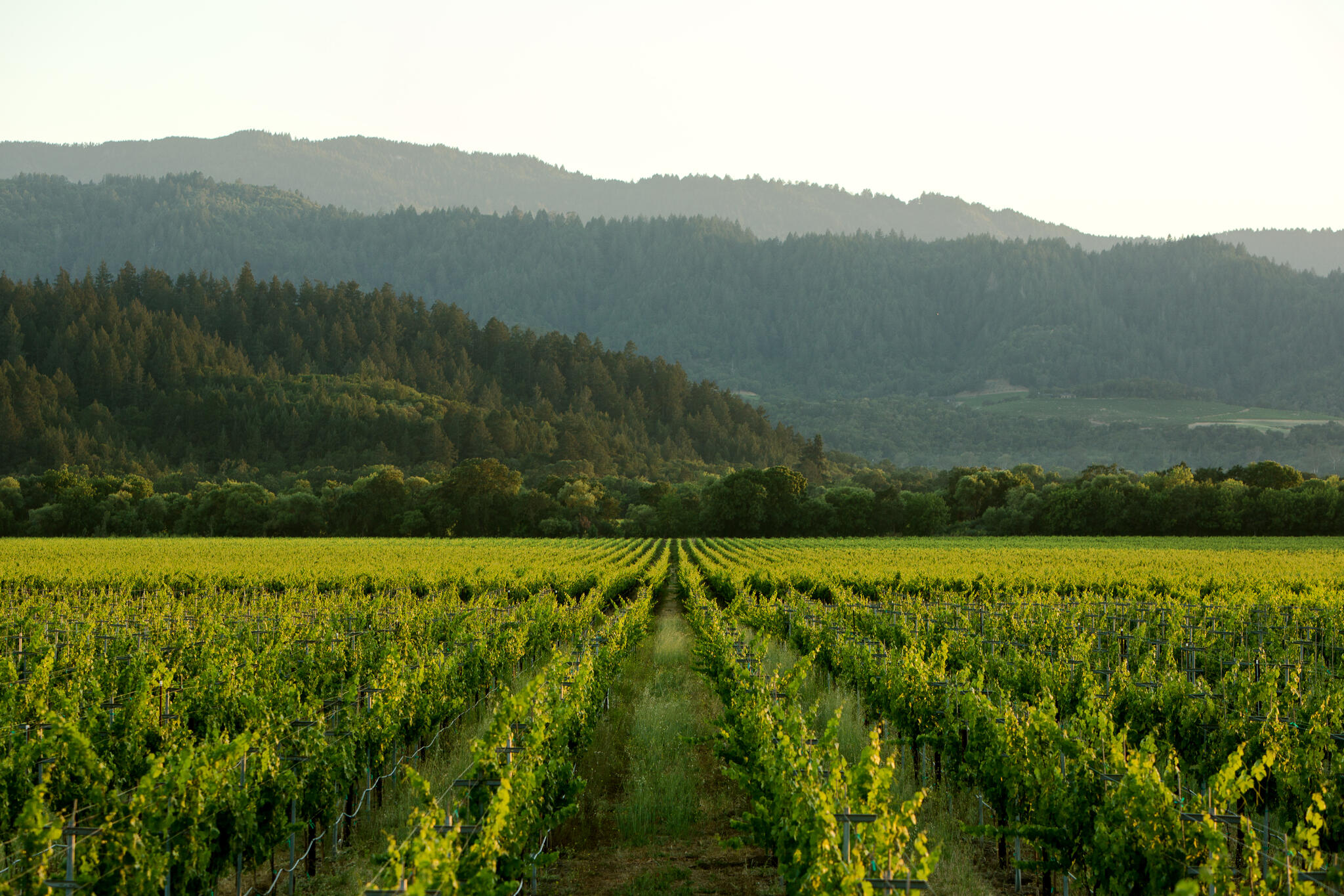 Roots Run Deep Winery Cover Image