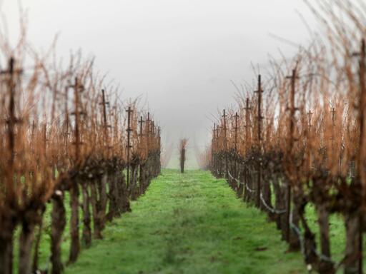 Acumen Wines Image