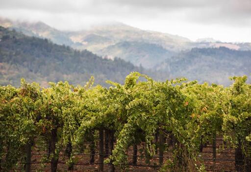 Mount Veeder Magic Vineyards Image