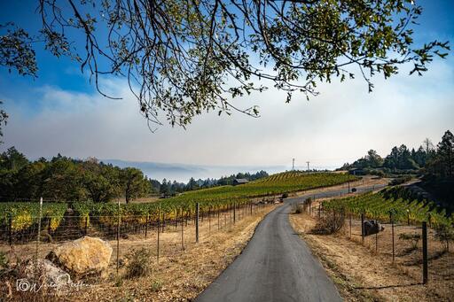 Correlation Wine Company Image