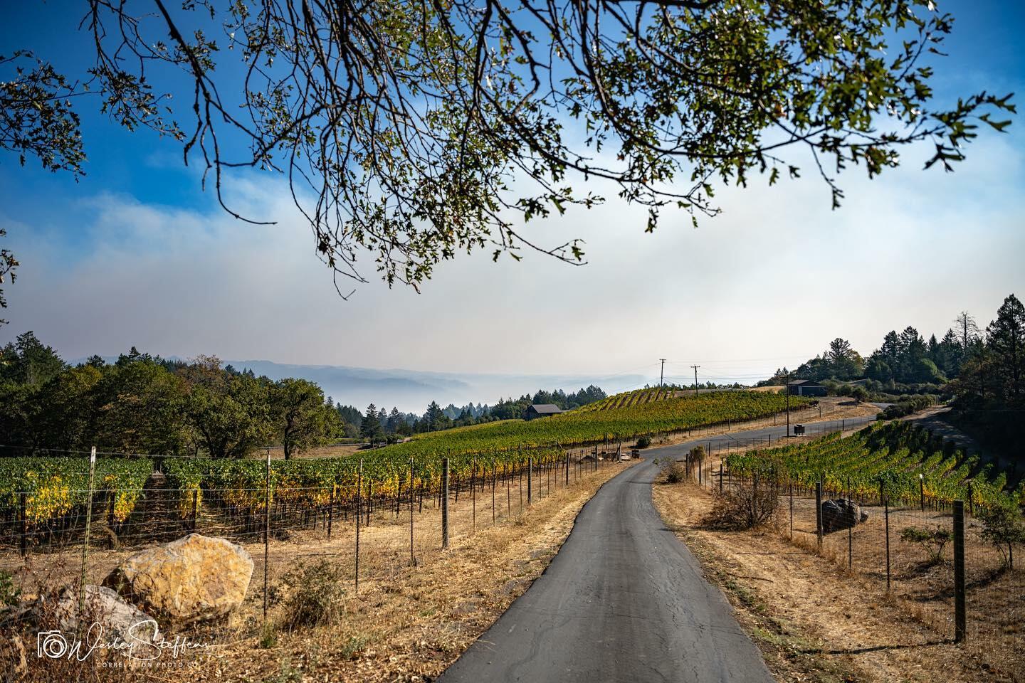 Correlation Wine Company Cover Image