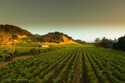 Darms Lane Winery Image