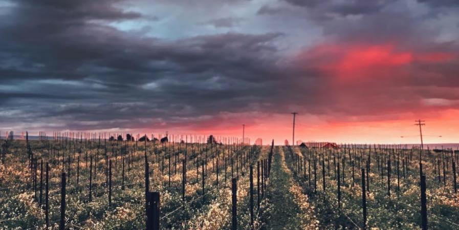Bledsoe Family Winery Cover Image