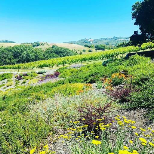 Ancien Wines Image