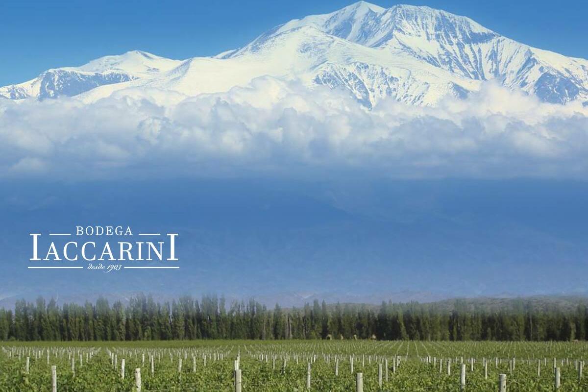 Bodega Iaccarini Cover Image
