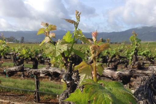 Bougetz Cellars Image