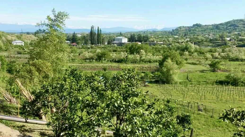 Baghdati Estates Cover Image