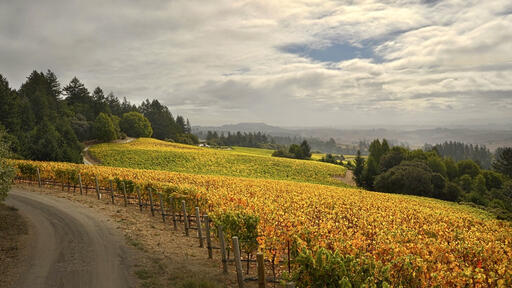 Ramey Wine Cellars Image