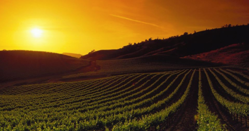 Wolf's Head Wines Image