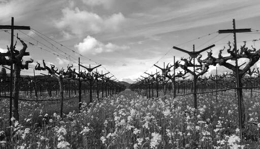 Taylor Family Vineyards Image