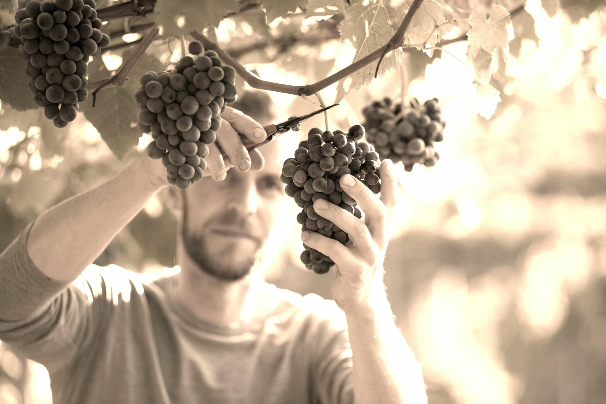 Weingut Obermoser Cover Image