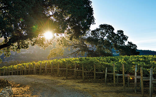 Ziata Wines Image