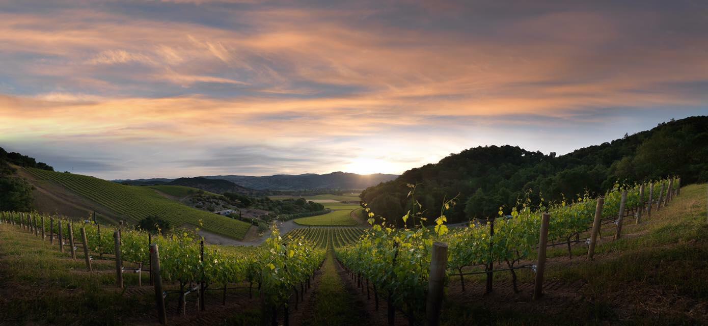 Blankiet Estate - Paradise Hills Vineyard Cover Image
