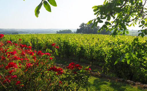 Château Clos de Sarpe Image