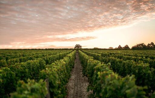 Château Laville Haut-Brion Image