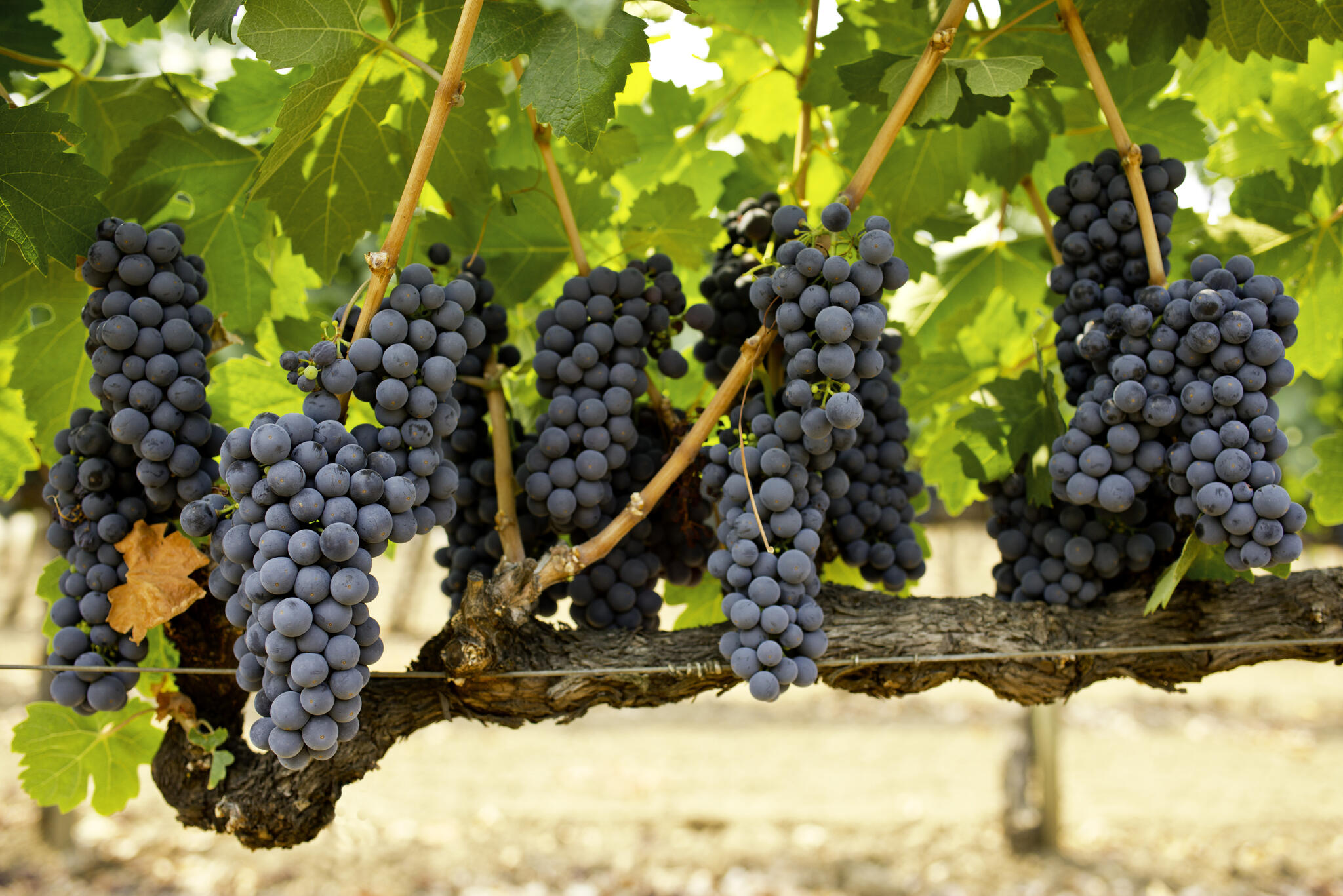 Signorello Estate Cover Image
