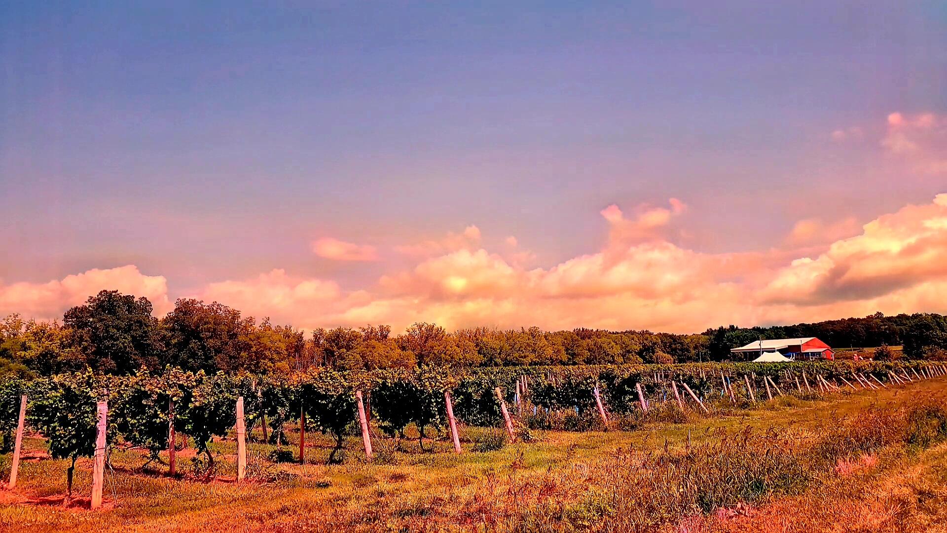 Bagley’s Poplar Ridge Vineyards Ravat 51 Bagley’s Poplar Ridge Vineyards Wines New York