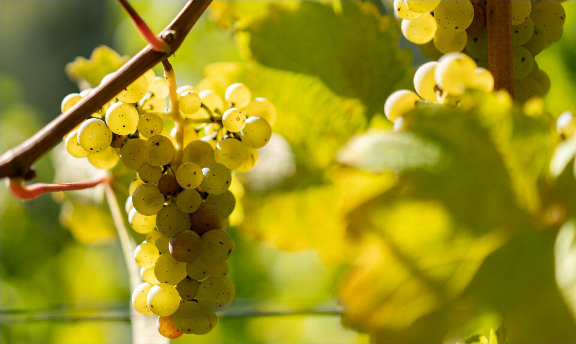 Weingut Tauber Cover Image