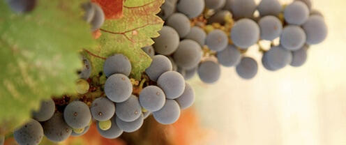 Gino Cuneo Cellars Cover Image