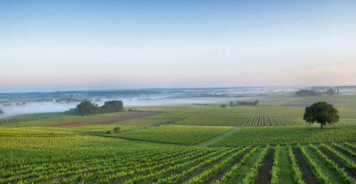 Château Roquefort Image