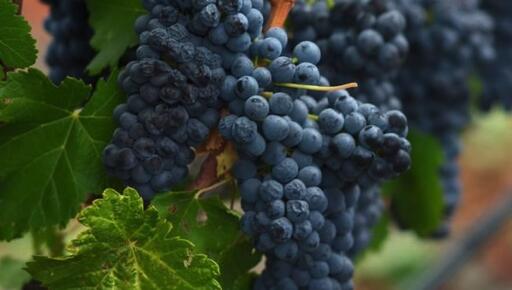 Stanton Vineyards Image