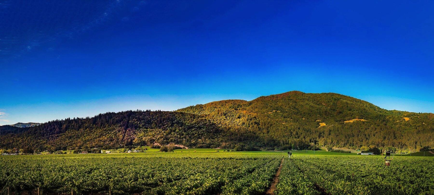 Taub Family Vineyards Cover Image