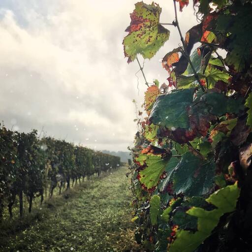 Domaine Chibaou Image