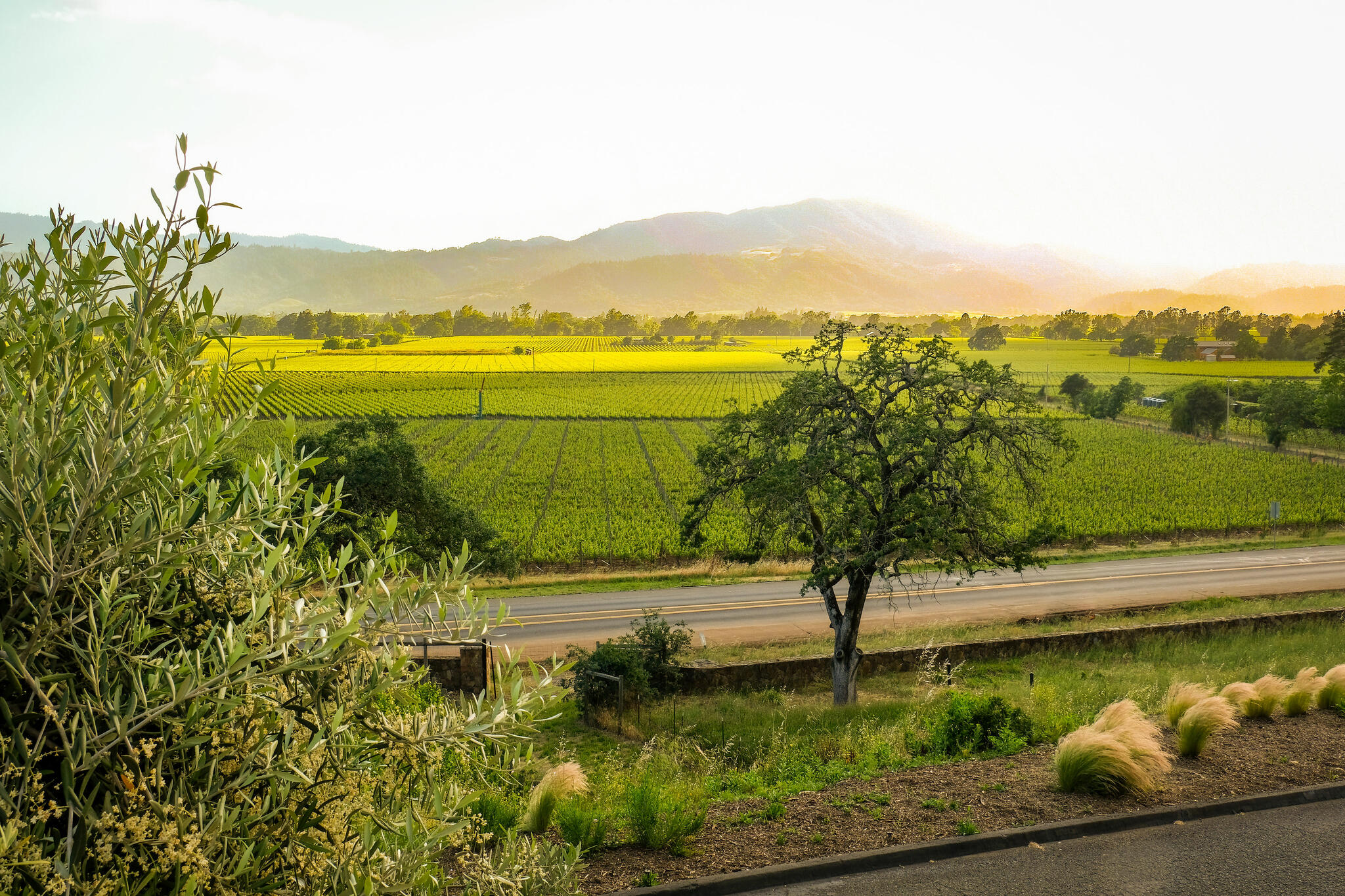 Miner Family Winery Cover Image