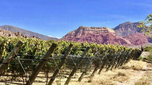 Viñedos Yacoraite Image