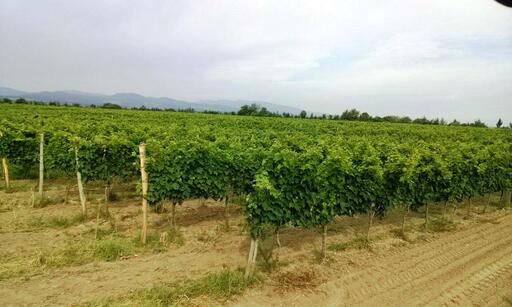 Goletiani Wines Image