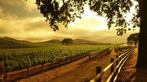 Zurab Kviriashvili Vineyards Image