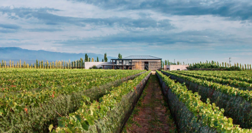 Bodega Caelum Image