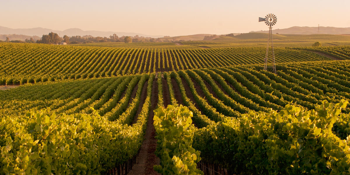 Acacia Vineyard Cover Image