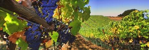Porter Family Vineyards Image