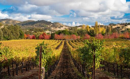 Hestan Vineyards Image