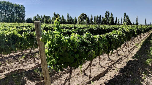 Vinos Nival Image