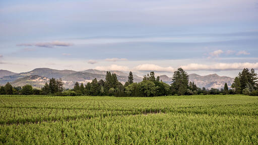 Pellet Estate Image
